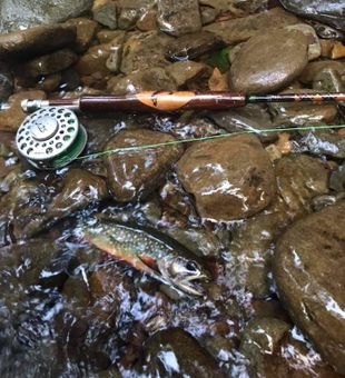 Susquehanna River Tributary Fishing for trout